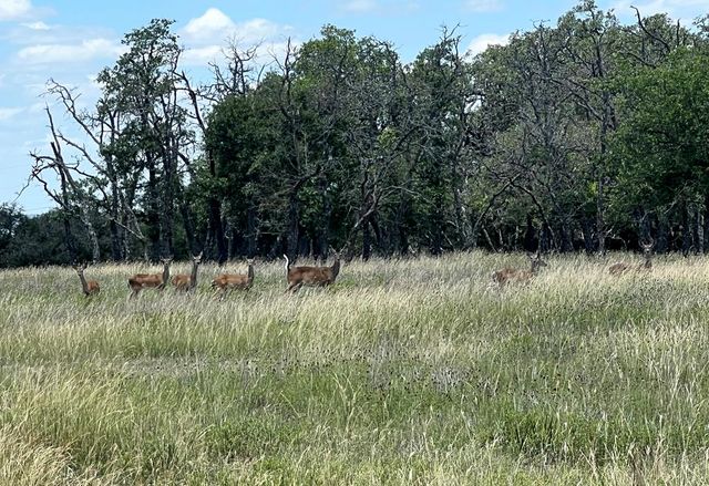 5078 Friedrich Rd, Fredericksburg, TX 78624