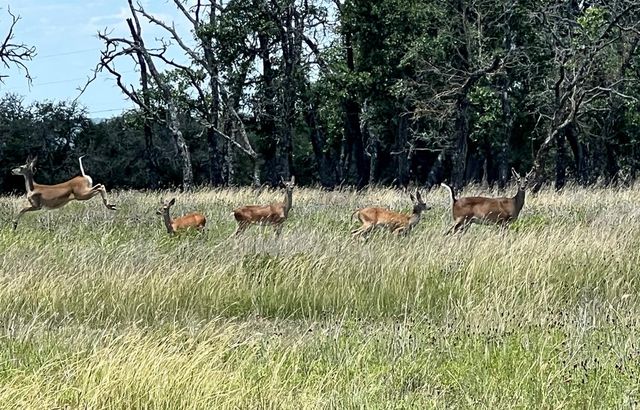 5078 Friedrich Rd, Fredericksburg, TX 78624