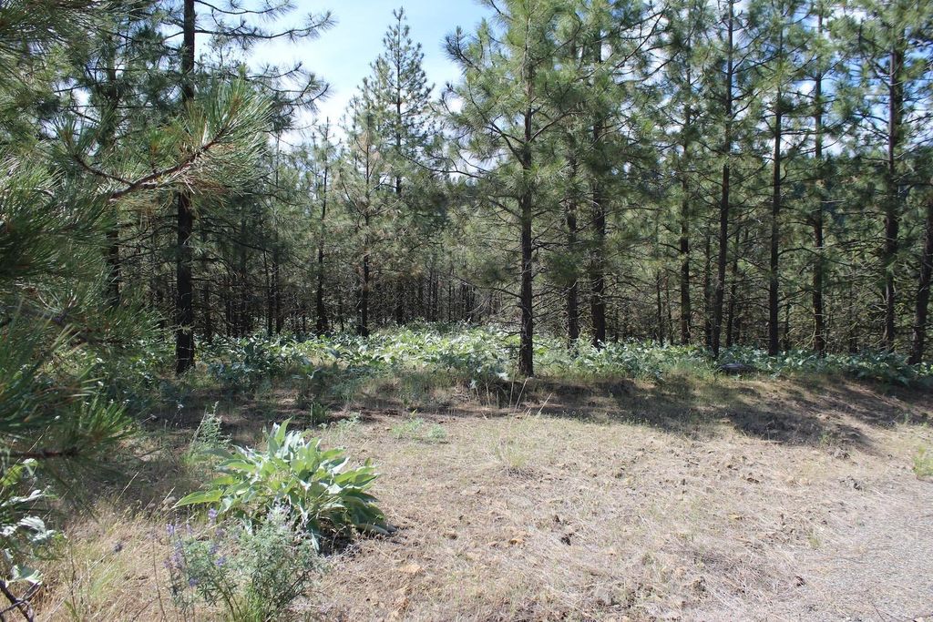 Flicker Lot 4 Sontag Ridge Dr, Davenport, WA 99122 photo 15