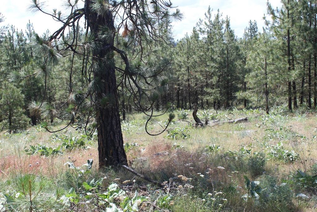 Flicker Lot 4 Sontag Ridge Dr, Davenport, WA 99122 photo 17