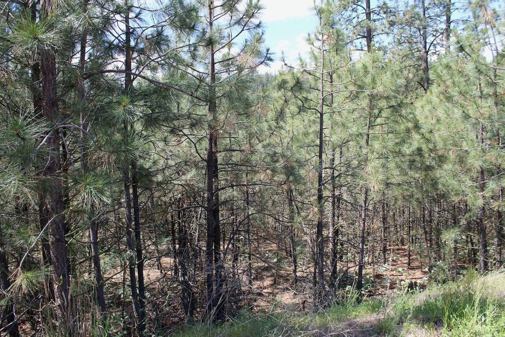 Flicker Lot 4 Sontag Ridge Dr, Davenport, WA 99122 photo 8