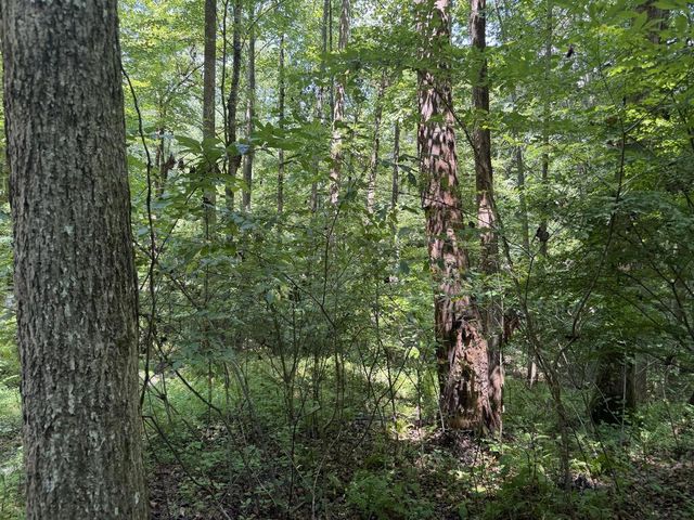 Lot 5 Blair Creek Ridge, Hayesville, NC 28904