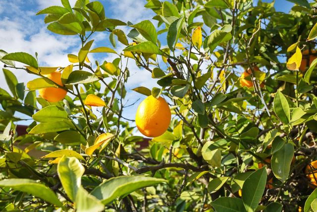 2816 Otto Dr, Stockton, CA 95209