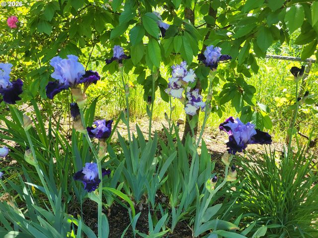 335 Ne HILLWOOD Dr, Hillsboro, OR 97124