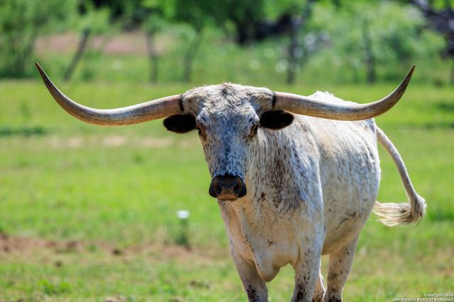 308 Oakhaven Lane, Fredericksburg, TX 78624