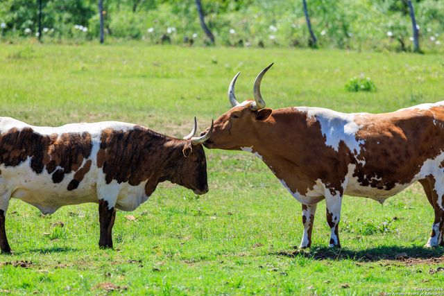 308 Oakhaven Lane, Fredericksburg, TX 78624