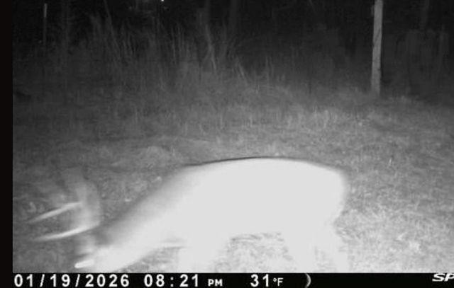 0 Harmon Williams Road, Mobile, AL 36608