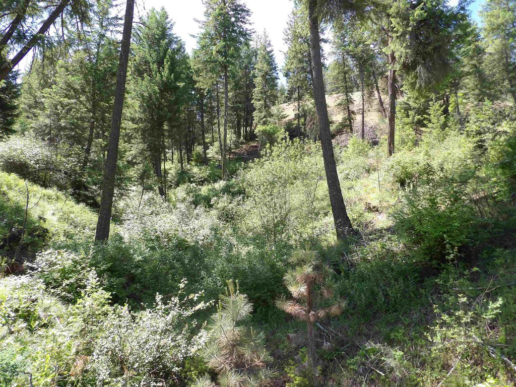 31905 E Ruffed Grouse Dr, Davenport, WA 99122 photo 12