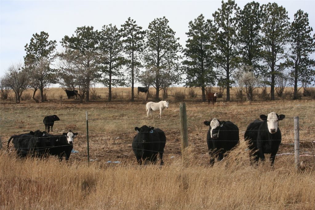981 Cora Creek Road, Raynesford, MT 59469 photo 24
