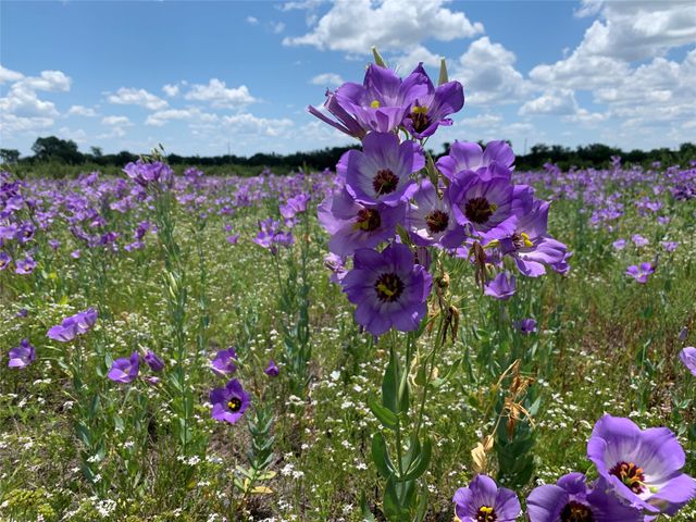 2473 County Road 199, Iredell, TX 76649