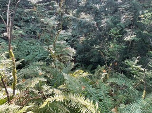 0 Melcher Street, Port Orchard, WA 98366