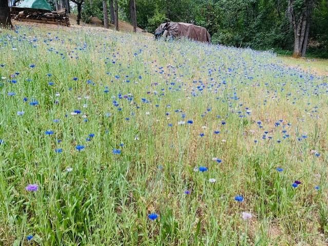 24275 Grand View, Colfax, CA 95713