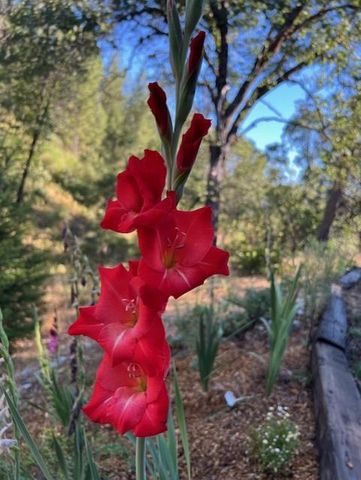 24275 Grand View, Colfax, CA 95713