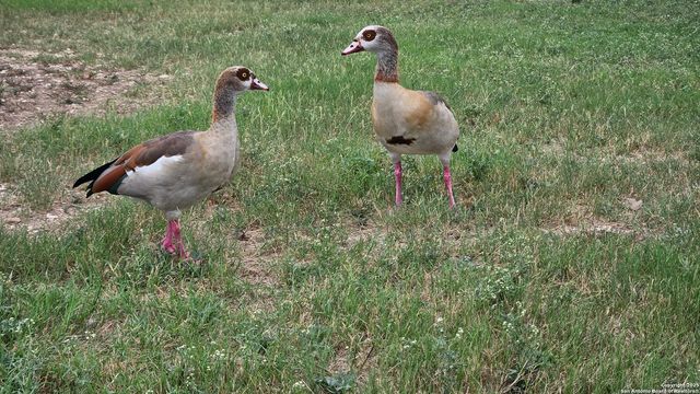 1154 S Ellison, San Antonio, TX 78245