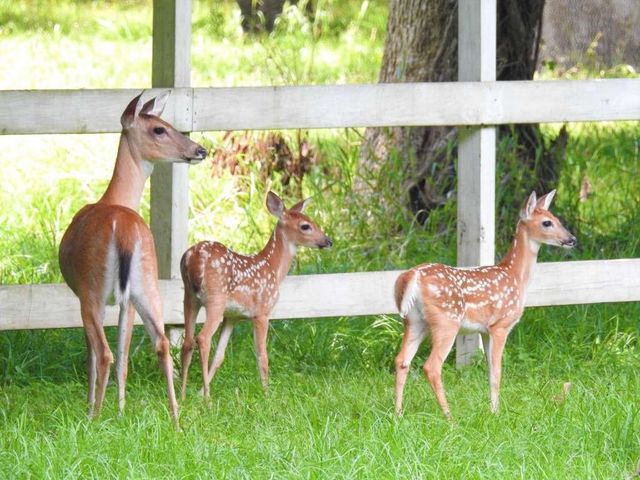 4 Laurel Court, Cleveland, TX 77327