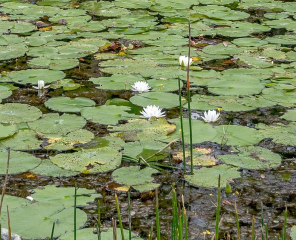 4705 Dovehill Drive, Palm Beach Gardens, FL 33418