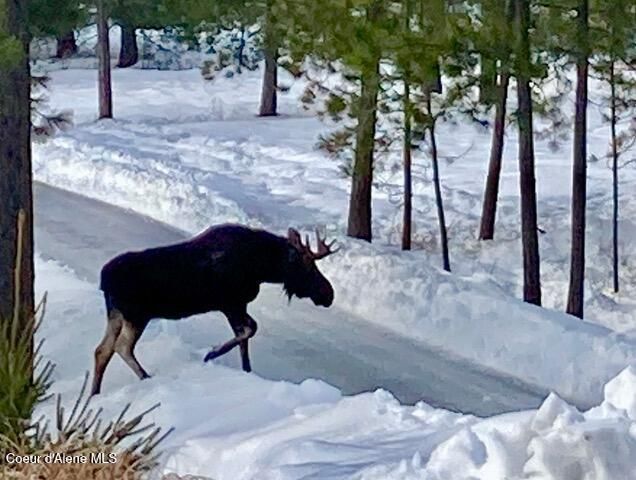 19712 N Cottagewood LN, Rathdrum, ID 83858