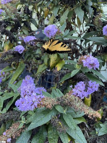 714 Torridon Lane, Simpsonville, SC 29681