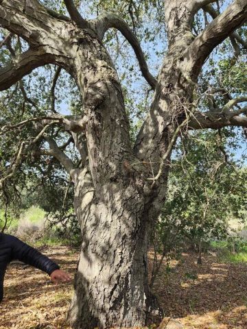 4800 Street, Fallbrook, CA 92028