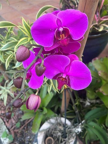 17540 SW 254th st, Homestead, FL 33031