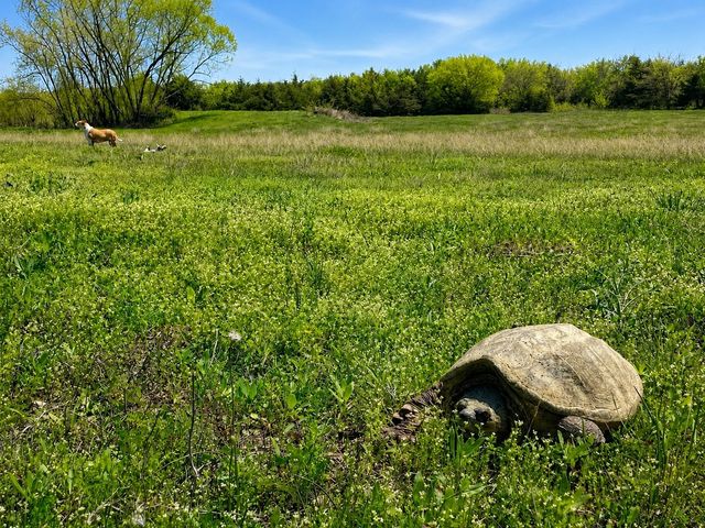 Tract C2-1 County Road 1140, Celeste, TX 75423