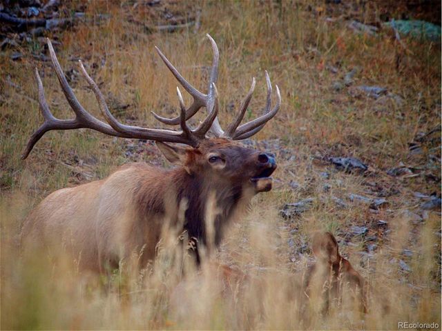 2398 Bitterroot Ln, Golden, CO 80401