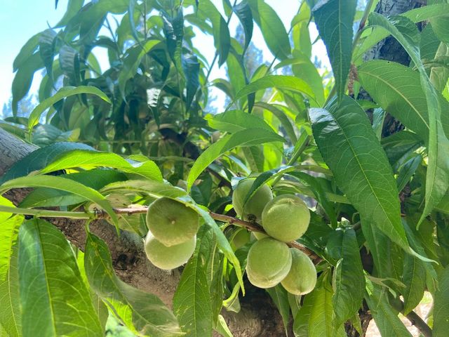 2640 Sky Ranch Ln, Camino, CA 95709