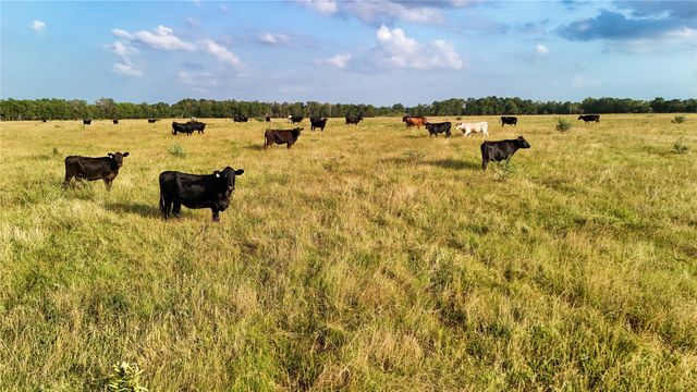 339 FM, Kosse, TX 76653