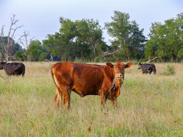 339 FM, Kosse, TX 76653