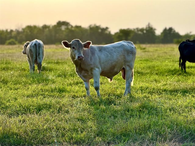 339 FM, Kosse, TX 76653