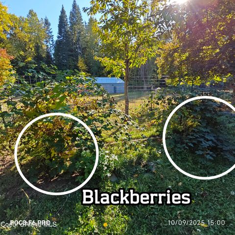 55 Trotter Ln, Sandpoint, ID 83864