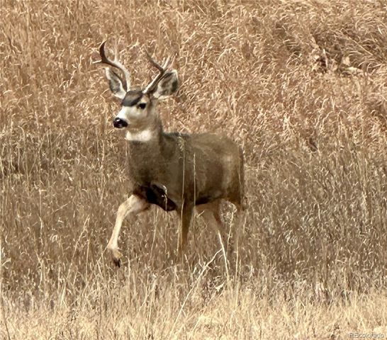 20999 Woodside Lane, Parker, CO 80138