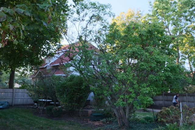 283 N LARCH Avenue, Elmhurst, IL 60126