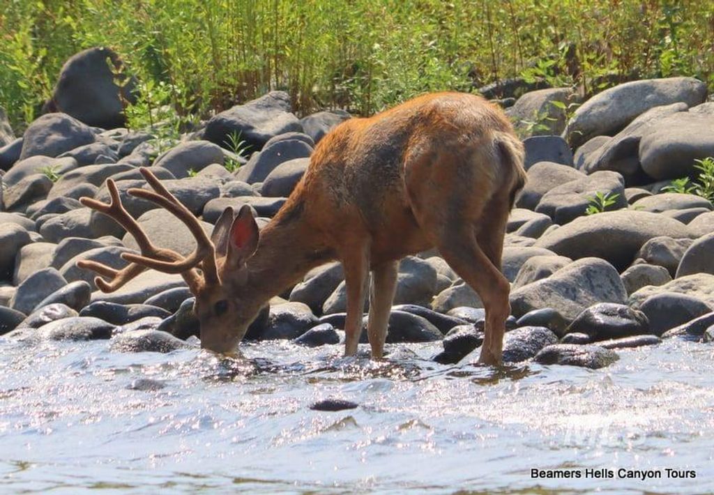 1345 Port Drive, Clarkston, WA 99403 photo 20