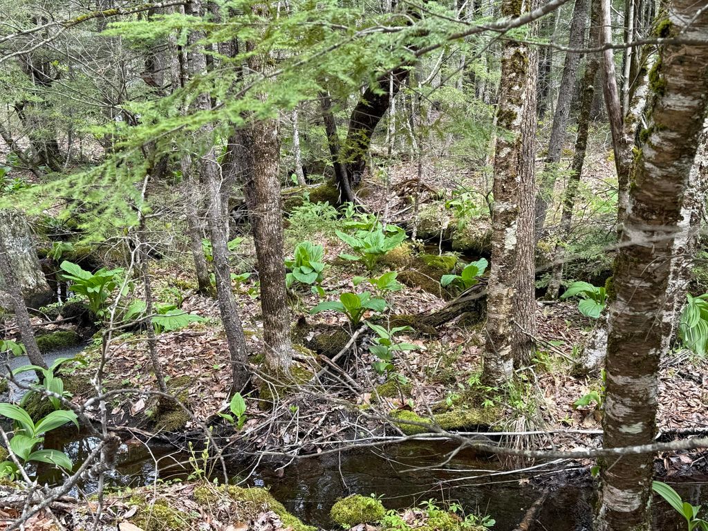 48 Highland Ridge, Hollis, ME 04042 — photo 4