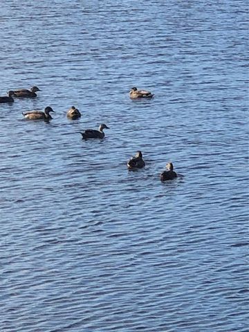 17221 STAR BANKS STREET, Wimauma, FL 33598