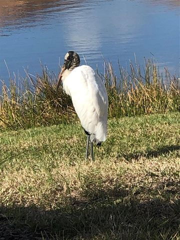 17221 STAR BANKS STREET, Wimauma, FL 33598