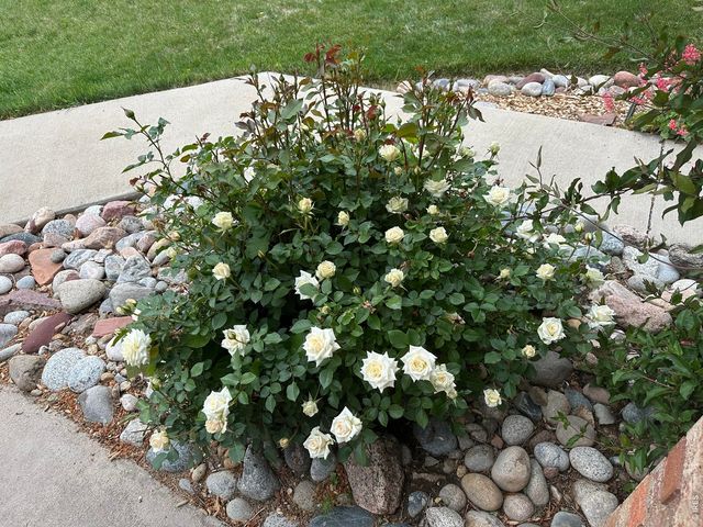 1617 Ithaca Ct, Longmont, CO 80503