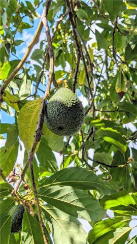 1826 Front Street, Alhambra, CA 91803