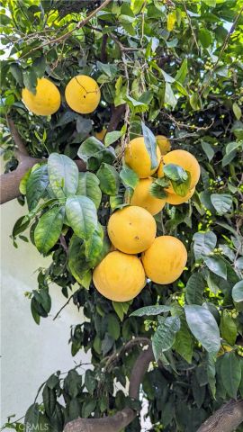 1826 Front Street, Alhambra, CA 91803