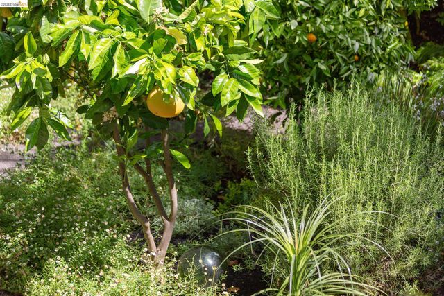 2155 Emerson Street, Berkeley, CA 94705