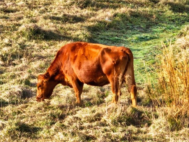 8765 DAYBREAK STREET, Sarasota, FL 34241