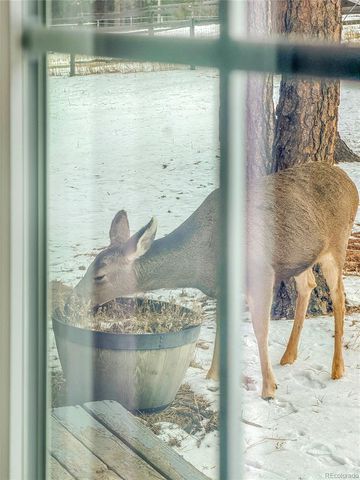 99 Mohawk Trail, Pine, CO 80470