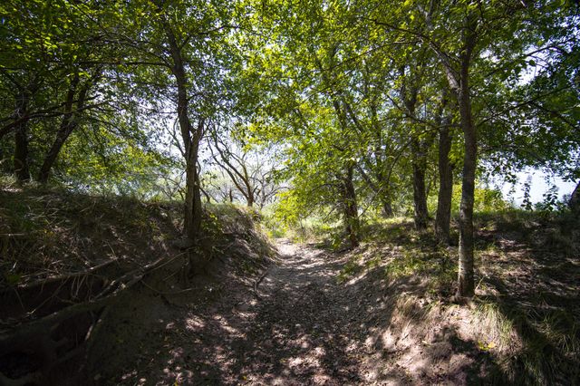 29.47 Acres Ballard Road, Jacksboro, TX 76458