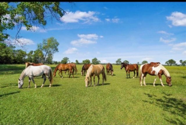 20547 Crosby Eastgate Road, Crosby, TX 77532