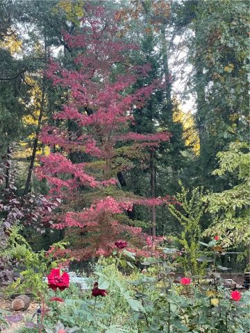 5937 Fern Glenn, Magalia, CA 95954