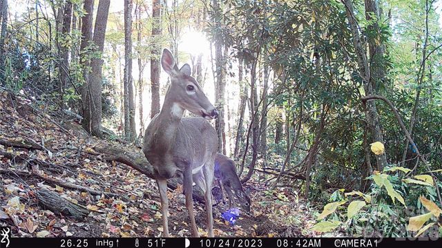 2778 Mule Stomp Road, Hot Springs, NC 28721