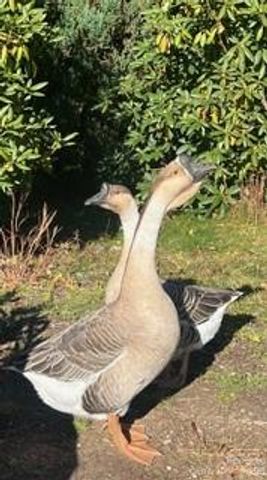 2778 Mule Stomp Road, Hot Springs, NC 28721