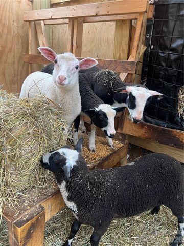 2778 Mule Stomp Road, Hot Springs, NC 28721