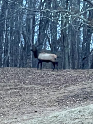 2778 Mule Stomp Road, Hot Springs, NC 28721